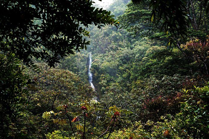 Manoa Waterfall Hike with Waikiki Pickup & Healthy Lunch - Weather, mud, and walking sticks: how to prep so the hike stays fun