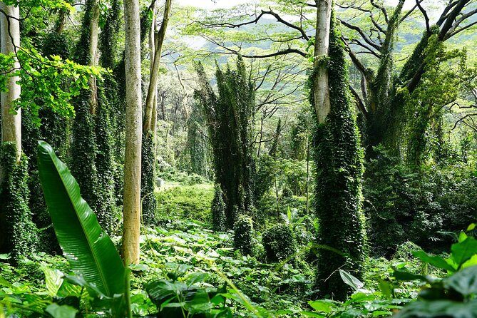 Manoa Waterfall Hike with Waikiki Pickup & Healthy Lunch - Price and value: is $107.10 worth it versus doing this on your own?