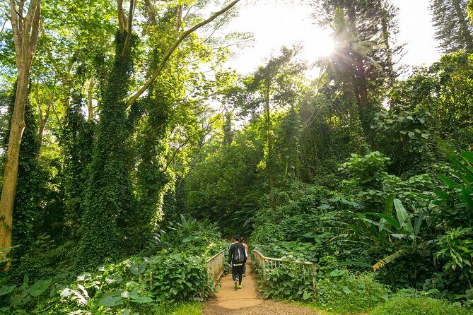 Manoa Waterfall Hike with Waikiki Pickup & Healthy Lunch - Manoa Falls (150 feet): time for photos and a real payoff