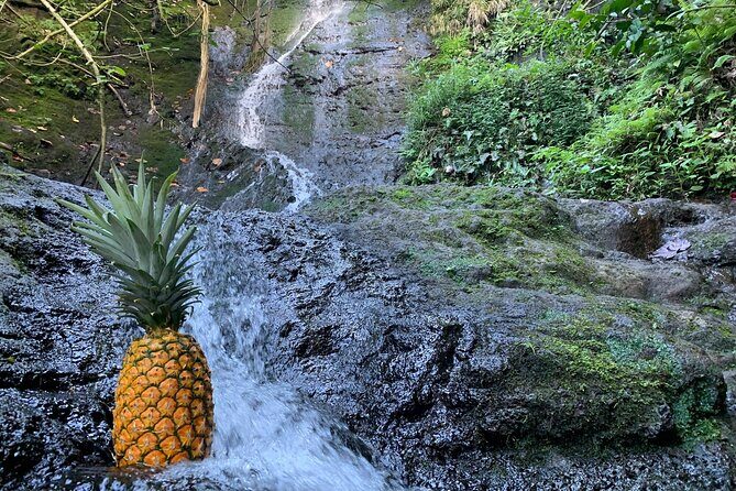 Nature Hike to Waterfall - Troy the guide: why this feels personal instead of scripted