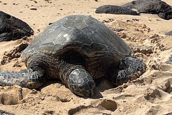 North Shore day,Waterfalls and Turtles Tour - North Shore at a Glance: Why This 8-Hour Day Works
