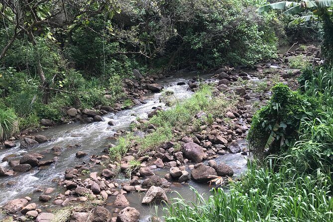 North Shore / Waimea, Falls Day & Swim with Turtles - Lunch at Haleiwa shrimp trucks: what you get and how to budget