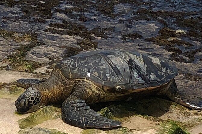 North Shore / Waimea, Falls Day & Swim with Turtles - Afternoon stops for local vendors and real souvenirs