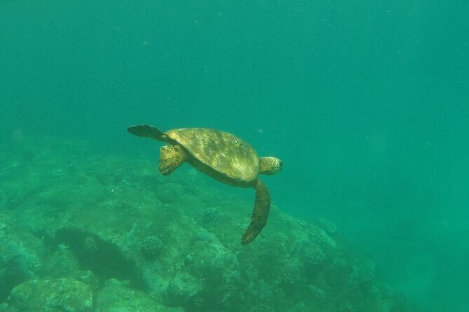 Northshore ocean adventure and circle islandJeep Tour- Guaranteed to see turtles - Makapu‘u Point Trail: Big South-East Coast Views in Half an Hour