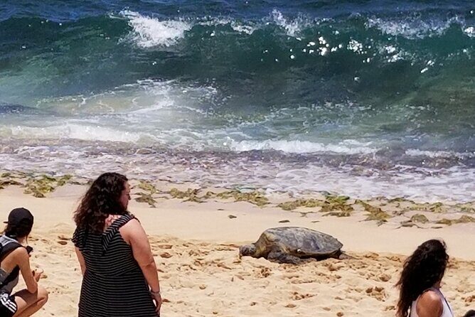 Northshore,Kailua,or Honolulu's Private Grand Circle Island Tour - North Shore option: garlic shrimp, turtles, and Haleiwa pace