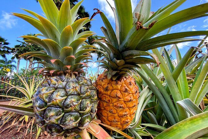 Oahu Circle Island Small Group Tour - Kualoa Ranch: Famous Valleys and Quick Time at the Petting Zoo