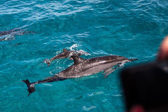 Oahu Dolphin and Snorkel Tour with Waikiki Pickup & Lunch - Morning Dolphins Off West Oahu: What You’re Really Buying
