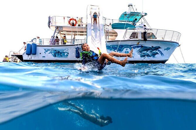 Oahu Dolphin and Snorkel Tour with Waikiki Pickup & Lunch - First Stop: Dolphins in the Wild (and How to Maximize Your Odds)