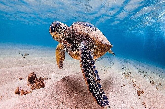 Oahu Grand Circle Island Tour Departing from Waikiki - Haleiwa, Dole Plantation, and Green World coffee: the fun stops at the end of the day