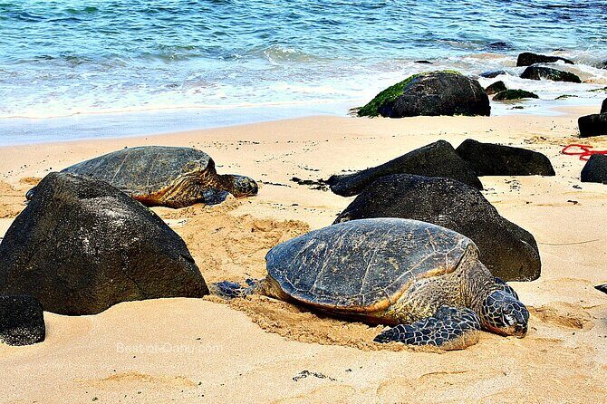 OAHU GRAND CIRCLE Waimea Waterfall, Turtle Beach, North Shore. - Who this North Shore tour fits best