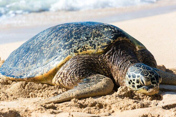 Oahu: Grand Tour Around Island 16 Locations plus Snorkeling - Hotel Pickup in Honolulu: How the Morning Loading Really Feels