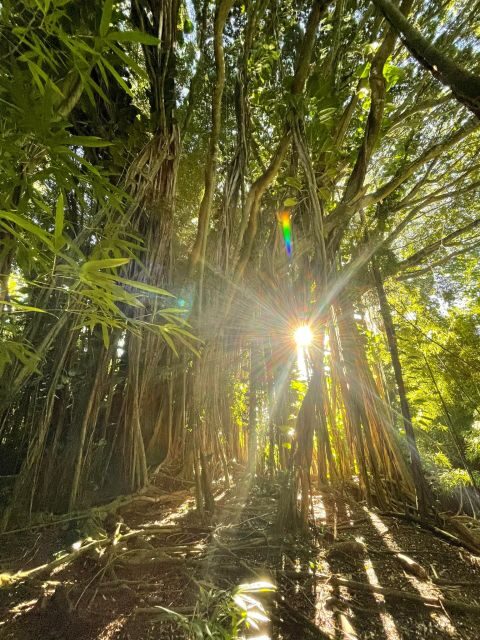 Oahu: Hidden Hawaii Waterfall Hike and Beach Tour - Key things I’d circle in your planning