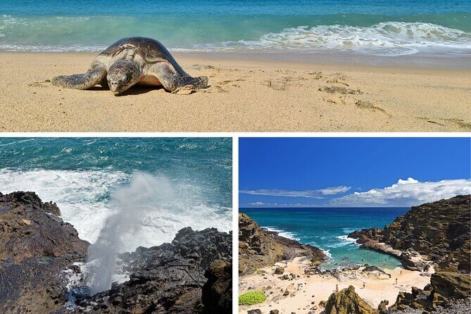 Oahu Island Tour: 13 ppl Max, Snorkel at Turtle Beach + Lunch - How This One-Day Oahu Tour Delivers Value