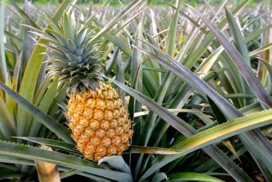 Oahu: North Shore Dole Pineapple Farm Tour - Key Points at a Glance
