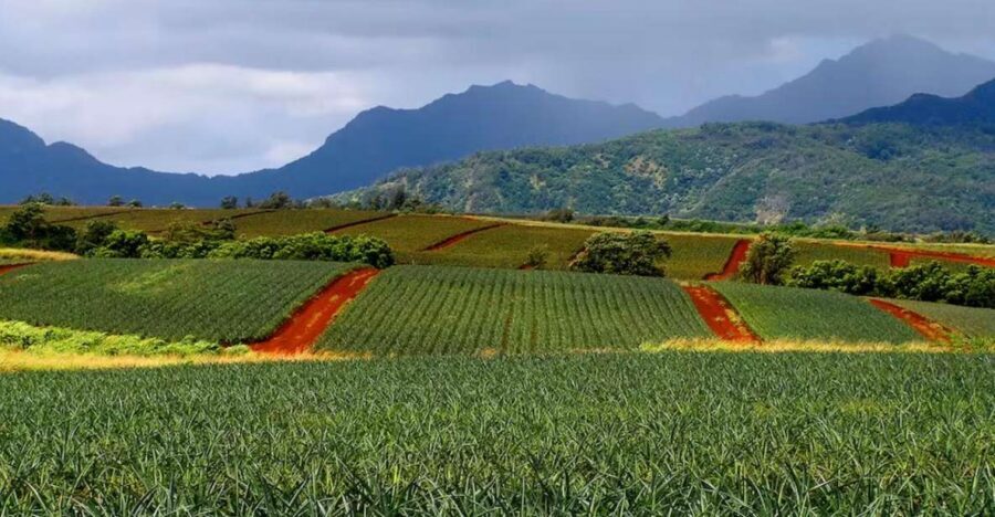 Oahu: North Shore Dole Pineapple Farm Tour - Why This North Shore Tour Feels Practical (Not Just Scenic)