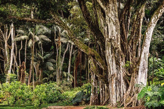 Oahu Private Tour North Shore, Waimea Falls and Dole Plantation - The Mayra factor: when a guide makes the day feel personal