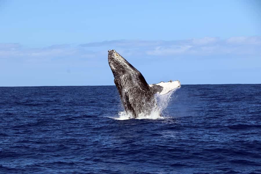 Oahu: Snorkeling & Dolphin Watch Cruise w/ Luau Style Buffet - Pickup from Waikiki: how the start feels