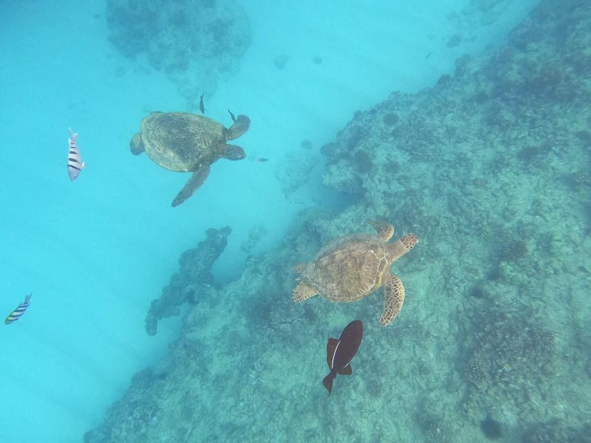 Oahu Snorkeling with Turtles, Water Scooter, Paddleboard - Key highlights to look for