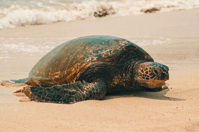 Oahu Unveiled: Tailored Luxury Private Island Tour - Morning Pickup in Waikiki: The Start That Sets the Tone