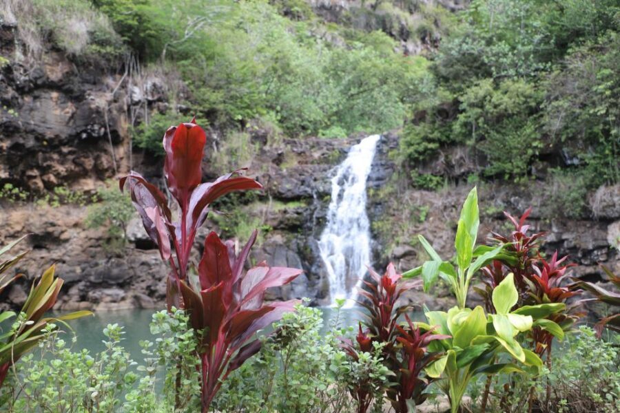Oahu: Valley of Waimea Falls Swim & Hike with Lunch & Dole - Greenworld Coffee Farm: breakfast that sets your pace