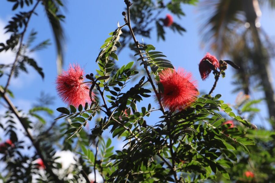 Oahu: Valley of Waimea Falls Swim & Hike with Lunch & Dole - Botanical gardens and Hawaiian culture stops you can actually see