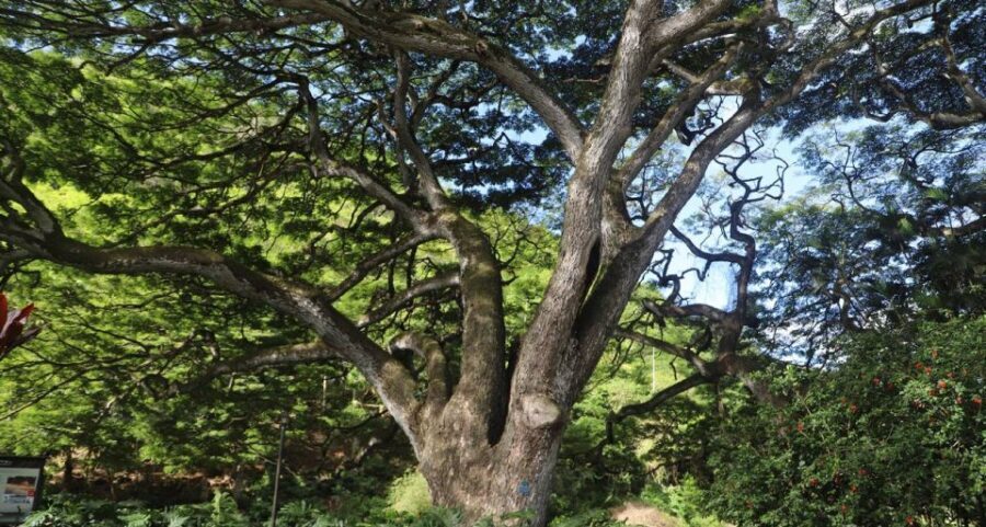 Oahu: Valley of Waimea Falls Swim & Hike with Lunch & Dole - Lunch inside Waimea Valley: picnic style and what to expect