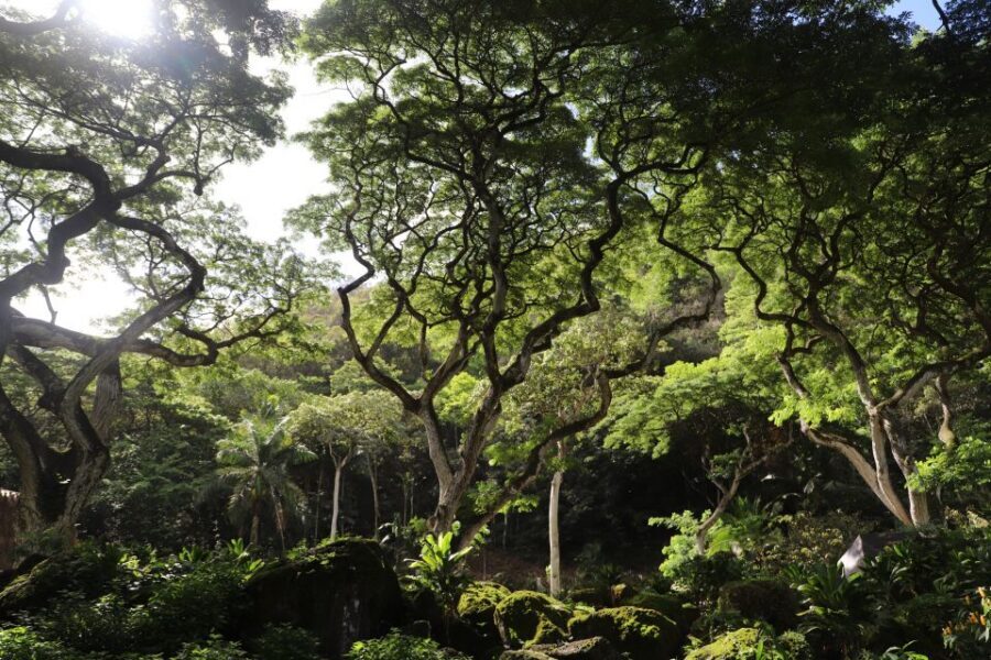 Oahu: Valley of Waimea Falls Swim & Hike with Lunch & Dole - Dole Plantation on the way back: souvenirs and a breather