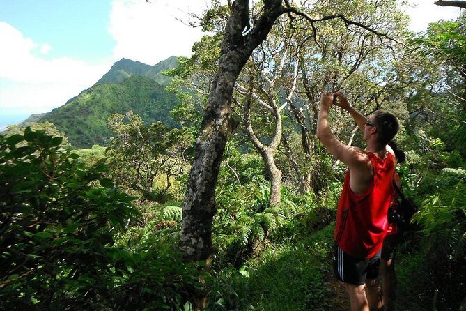 Oahu Volcanic Rainforest Hiking Adventure - Key Points You Should Know Before You Go