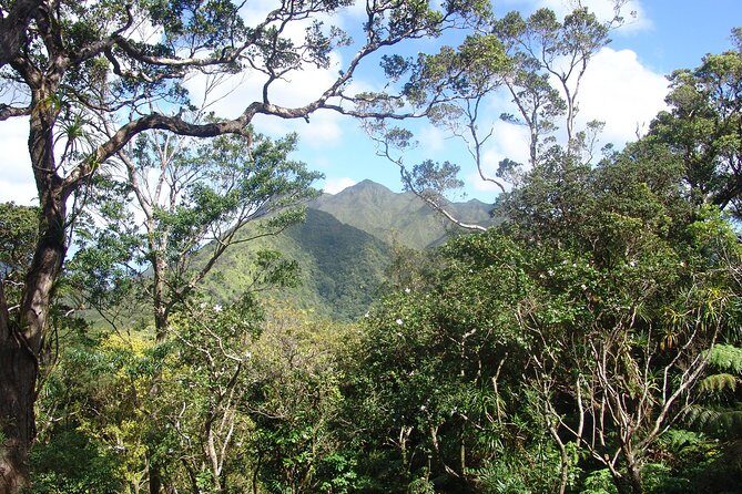 Oahu Volcanic Rainforest Hiking Adventure - Oahu Volcanic Rainforest: The Setting That Makes the Hike Work