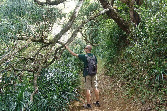 Oahu Volcanic Rainforest Hiking Adventure - Trail Highlights: Ancient Rock Walls, Bird Sounds, and Cultural Notes