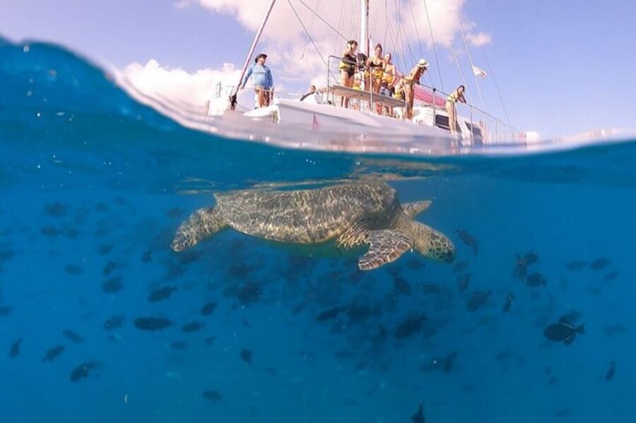 Oahu: Waikiki Turtle Snorkeling Adventure Cruise - Gear and Safety: What Happens Before You Swim With Turtles