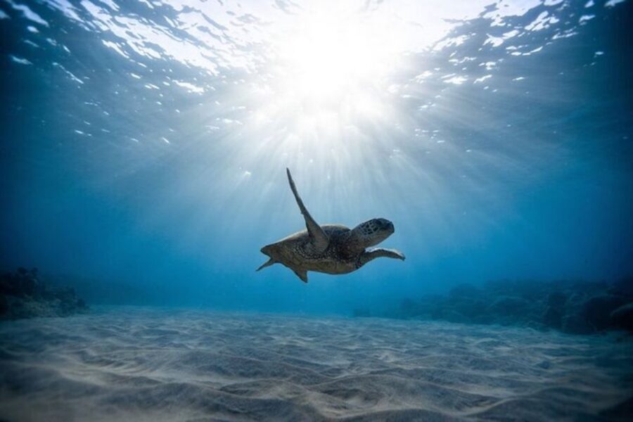 Oahu: Waikiki Turtle Snorkeling Adventure Cruise - The Catamaran Sail and the Moment They Point Out the Reef