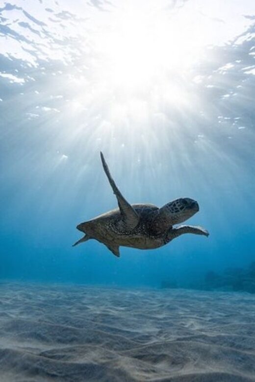 Oahu: Waikiki Turtle Snorkeling Adventure Cruise - Price and Value: Is $67 Worth It for Two Hours?