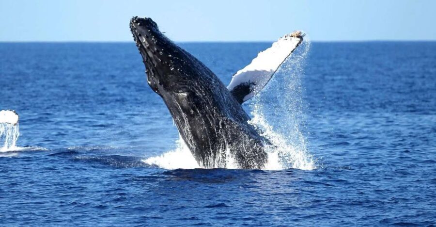 Oahu: Waikiki Whale Watching Cruise - Key Highlights You’ll Notice Right Away