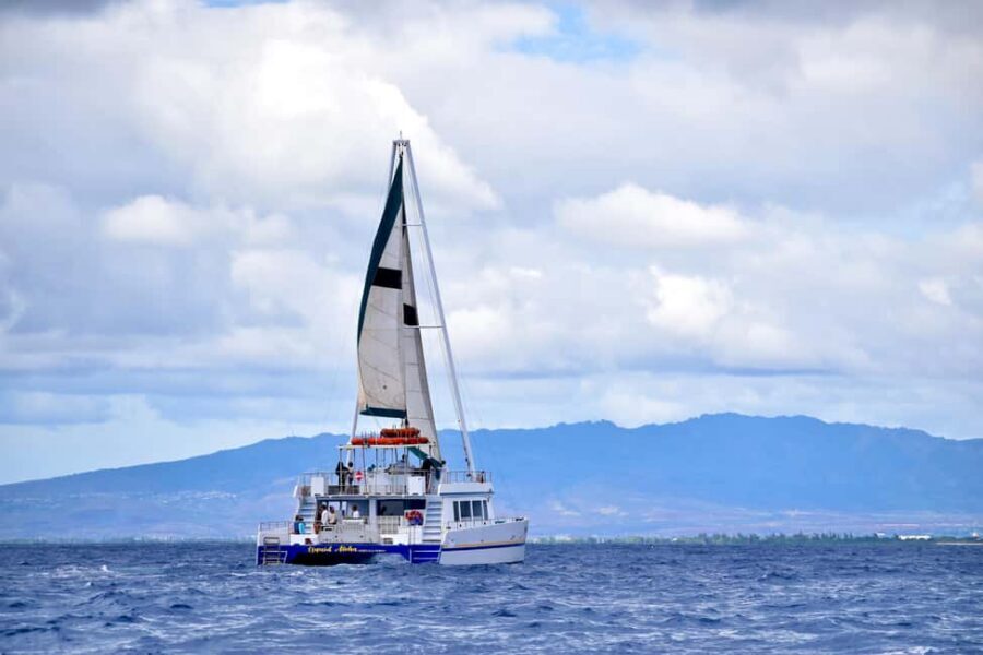 Oahu: Waikiki Whale Watching Cruise - Two Hours on a Glass-Bottom Catamaran in Waikiki