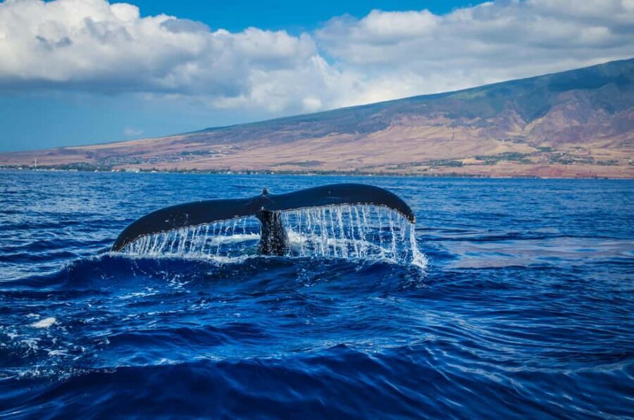 Oahu: Waikiki Whale Watching Cruise - Spotting Humpbacks with Expert Naturalist Guidance