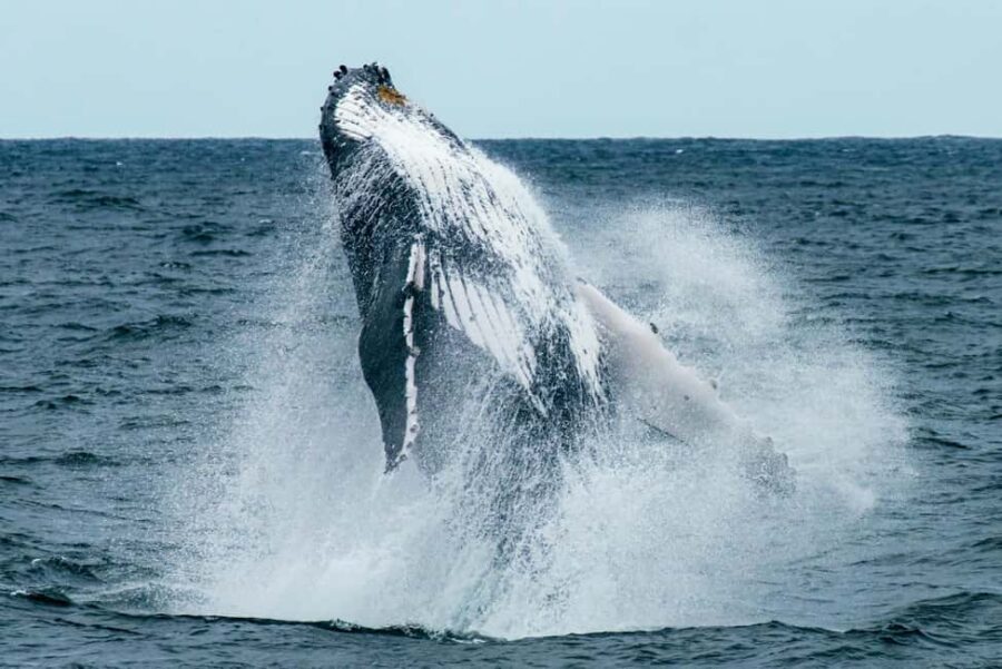 Oahu: Waikiki Whale Watching Cruise - Deck Setup, Shade, and Onboard Comfort That Saves the Trip