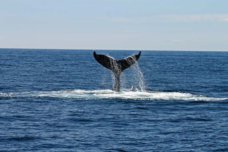 Oahu: Waikiki Whale Watching Cruise - Price and Value: Is $57 Worth It?