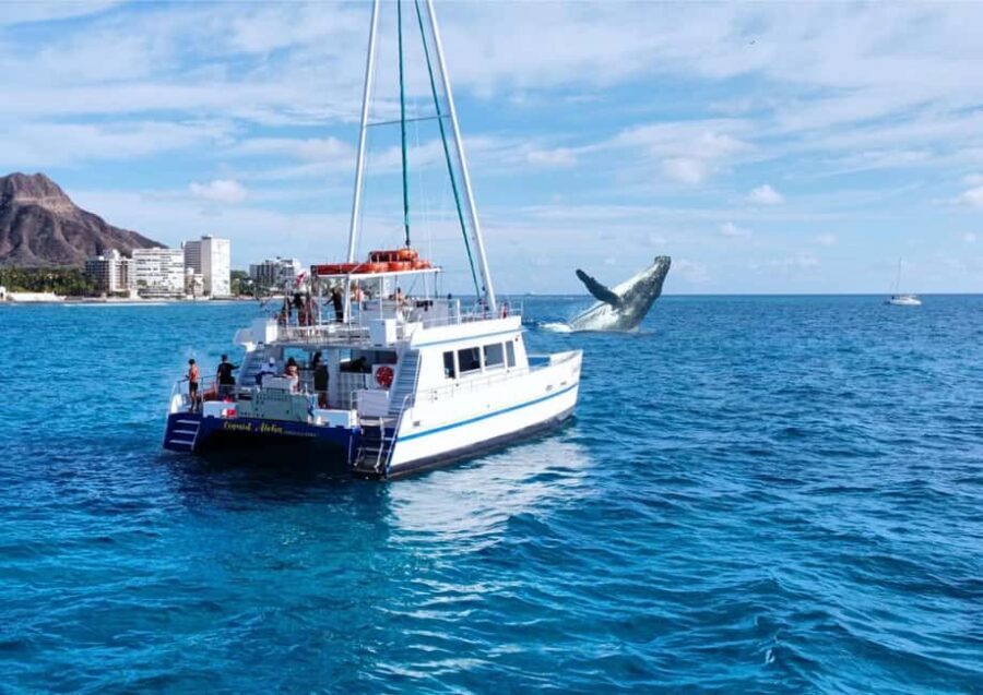 Oahu: Waikiki Whale Watching Cruise - Underwater Viewing Room: Why Looking Down Changes Everything