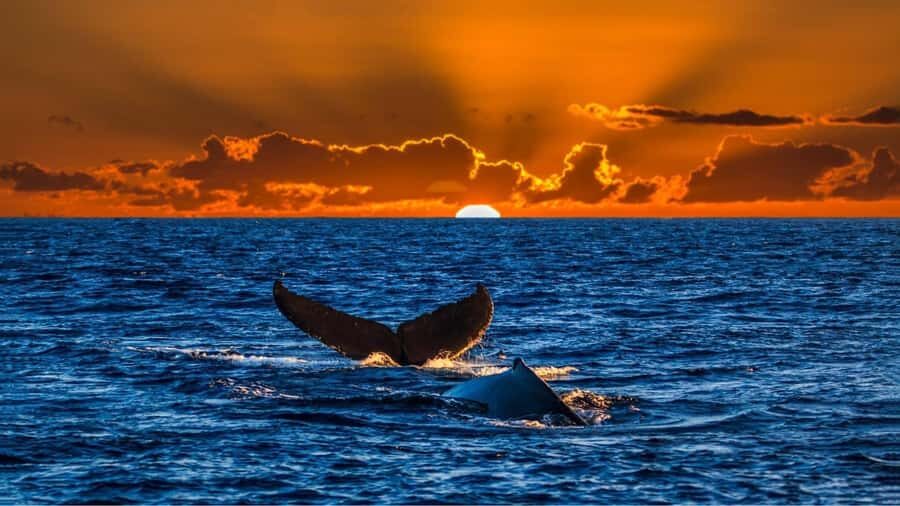 Oahu: Whale Watching Cruise Whales Guaranteed - Key things worth knowing before you go