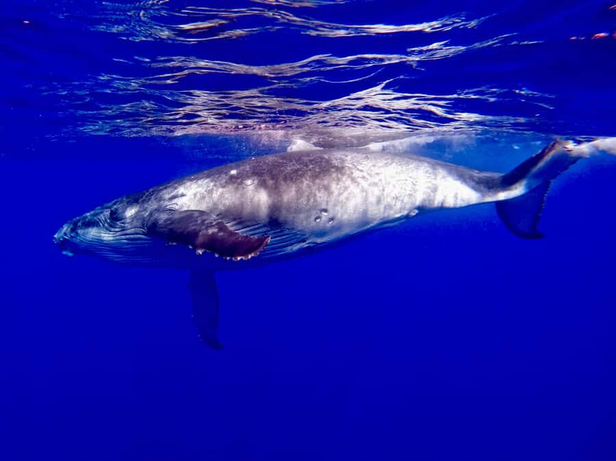 Oahu: Whale Watching Cruise Whales Guaranteed - The cruise rhythm: Waikiki and Diamond Head, each with whale-watching focus