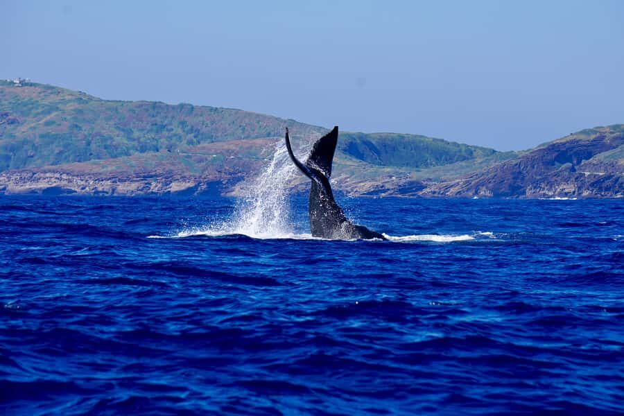 Oahu: Whale Watching Cruise Whales Guaranteed - Getting to Pier B in Kewalo Basin (and why it matters)