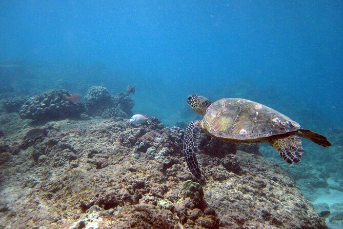 Private 5Hrs Island Tour with 2Hrs Sail and Snorkel with Turtles - Hotel Pickup and How the Day Flows From Honolulu