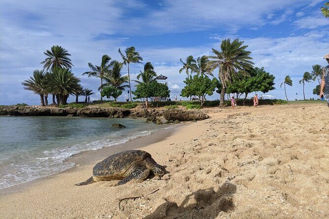 Private Oahu Circle Island Tour - Dole Plantation: Pineapple Fields, Train Ride, Garden Tour, Treats