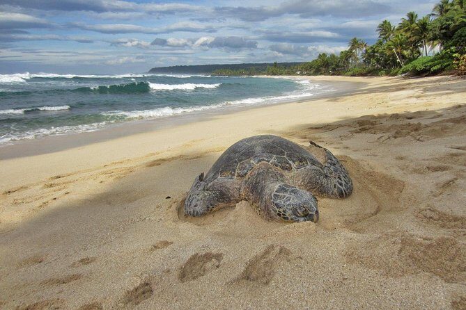 Private Tour of Oahu for 6 to 11 people - up to 8 hours - A Private Grand Circle Day Around Oahu (6–11 People) What That Means