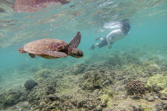 Private Tour of Oahu for 6 to 11 people - up to 8 hours - Snorkeling Timing, Sea Life, and the Gear Question You Should Not Ignore