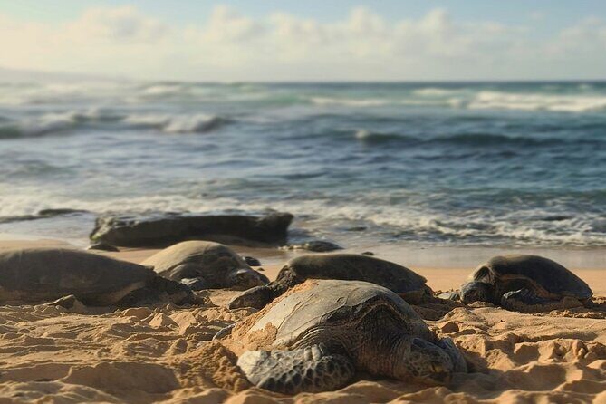 PRIVATE TOUR-Ultimate North Shore Experience - Haleiwa Town Center and Kawela Bay for Surf Culture and Views