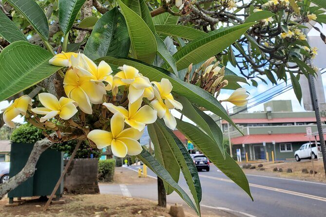 Round Trip North Shore Shuttle from Waikiki to Haleiwa Town / Haleiwa Harbor - Best for who? Solo travelers, families, and first-time North Shore visitors