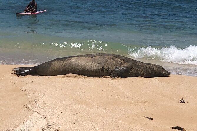 Sea / Eat & See The North Shore - Key highlights that make this day work