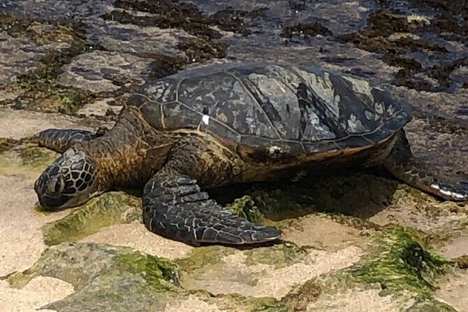 Sea / Eat & See The North Shore - Beach day basics: snorkeling gear and getting ready for turtles